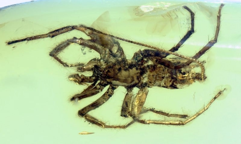 Encontraron un insecto mitad ara�a, mitad escorpi�n